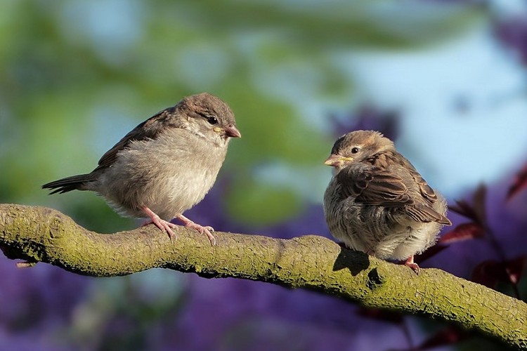 Jardín de aves en Couzeix