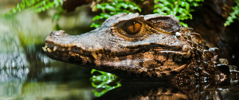 Caiman at the Limousin Aquarium