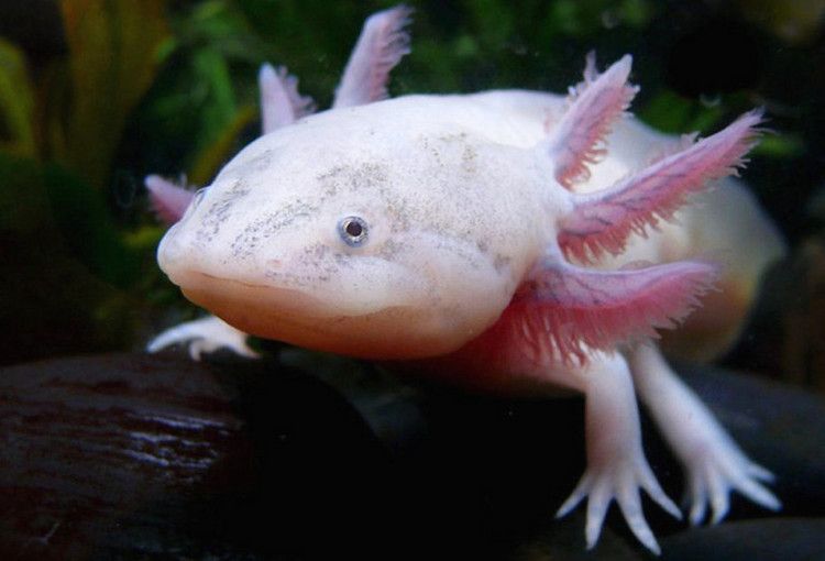 Photo d'un axolotl à l'Aquarium du Limousin