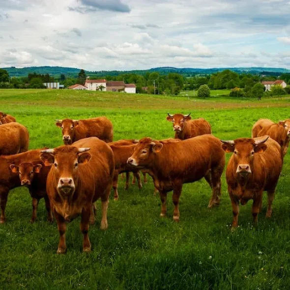 Die 20 besten Wanderungen in Limoges und Umgebung