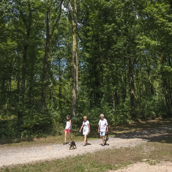 Où promener son chien à Limoges et aux alentours ?