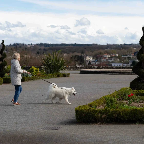 Où promener son chien à Limoges et aux alentours ?