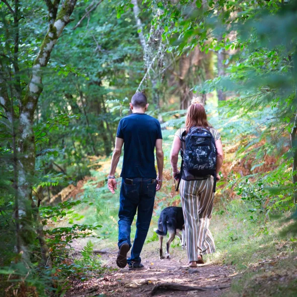 Où promener son chien à Limoges et aux alentours ?