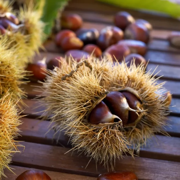Nos produits régionaux du Limousin
