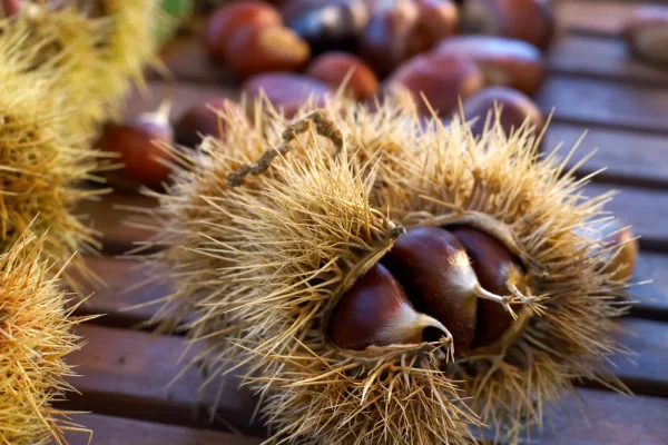 Nos produits régionaux du Limousin