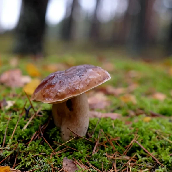 Nos produits régionaux du Limousin