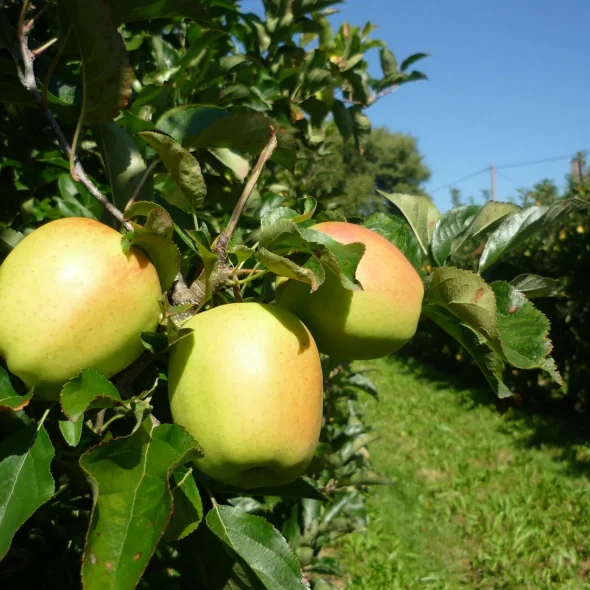 Nos produits régionaux du Limousin