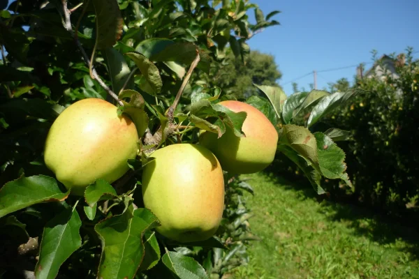 Nos produits régionaux du Limousin