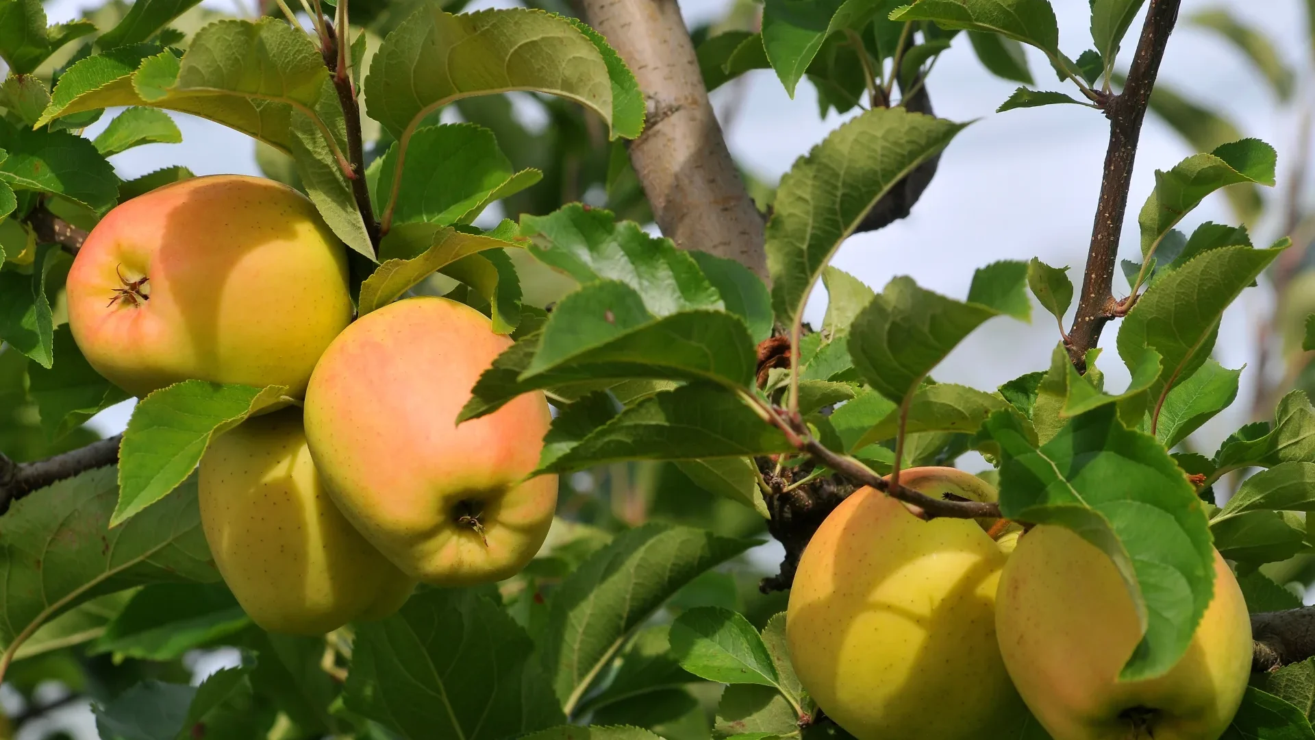 Produits régionaux du Limousin. Pomme du Limousin