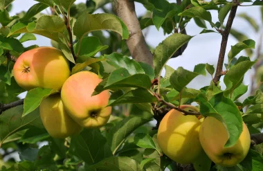 Produits régionaux du Limousin. Pomme du Limousin