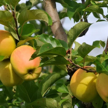 Produits régionaux du Limousin. Pomme du Limousin
