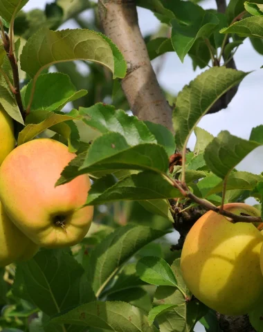 Produits régionaux du Limousin. Pomme du Limousin