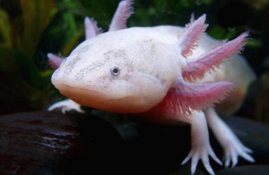 Photo d'un axolotl à l'Aquarium du Limousin