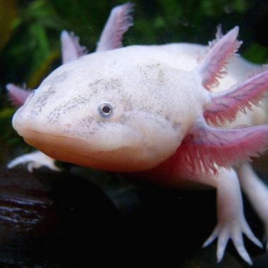 Photo d'un axolotl à l'Aquarium du Limousin