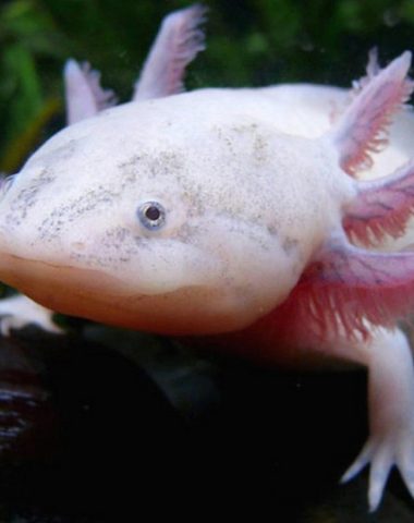 Photo of an axolotl at the Limousin Aquarium