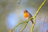 pájaro en un jardín