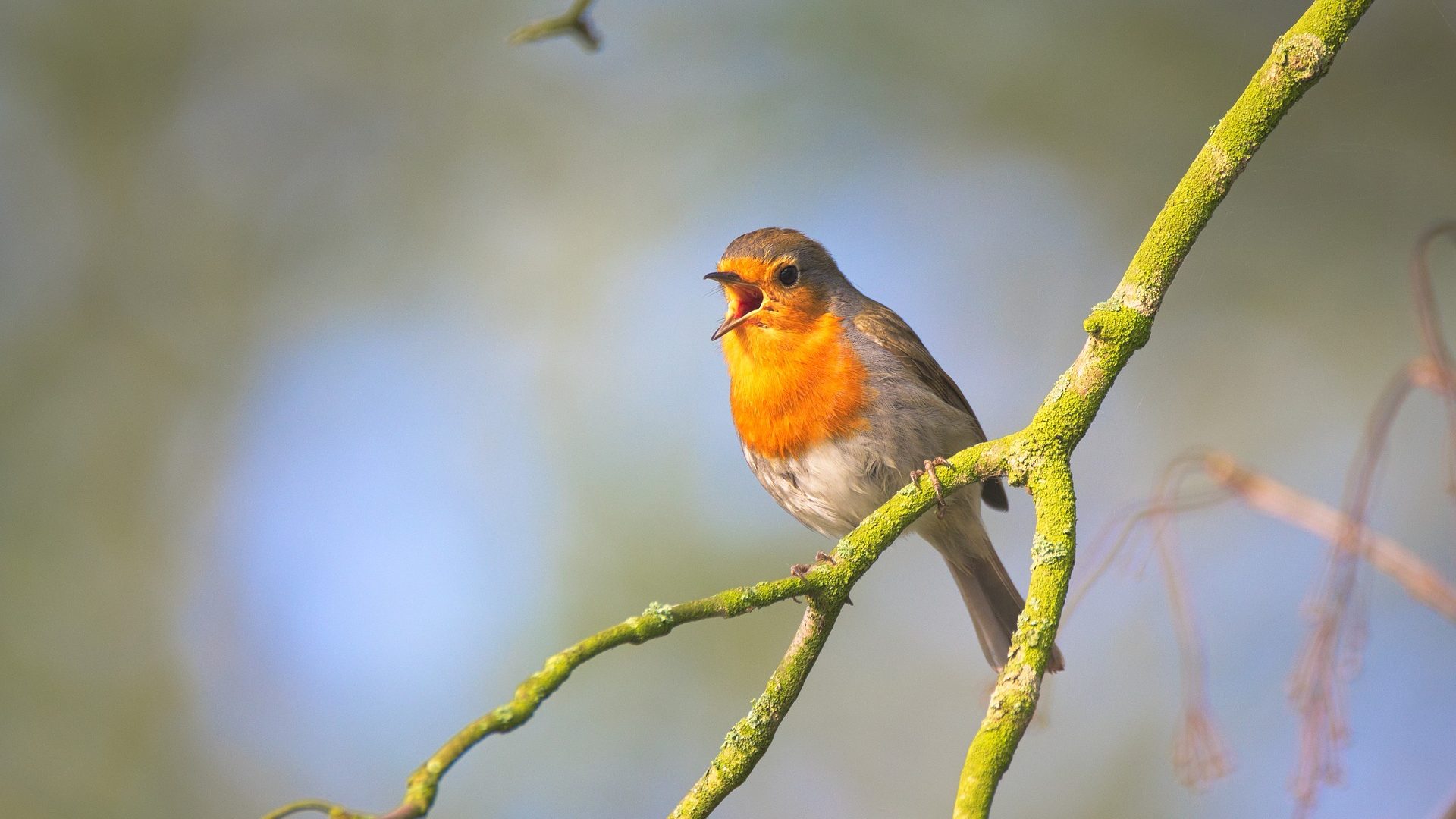 pájaro en un jardín