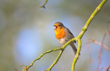 Bird in a garden