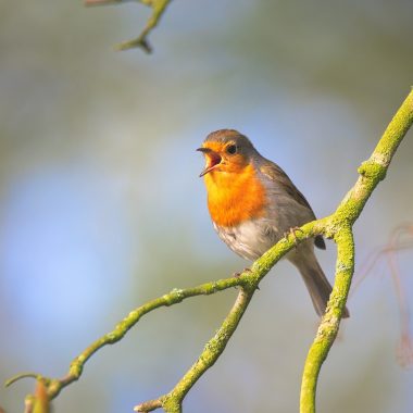 Vogel in einem Garten