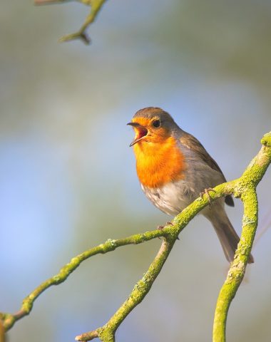 Bird in a garden